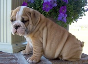 Wonderful male and female English bulldog puppies ready now.